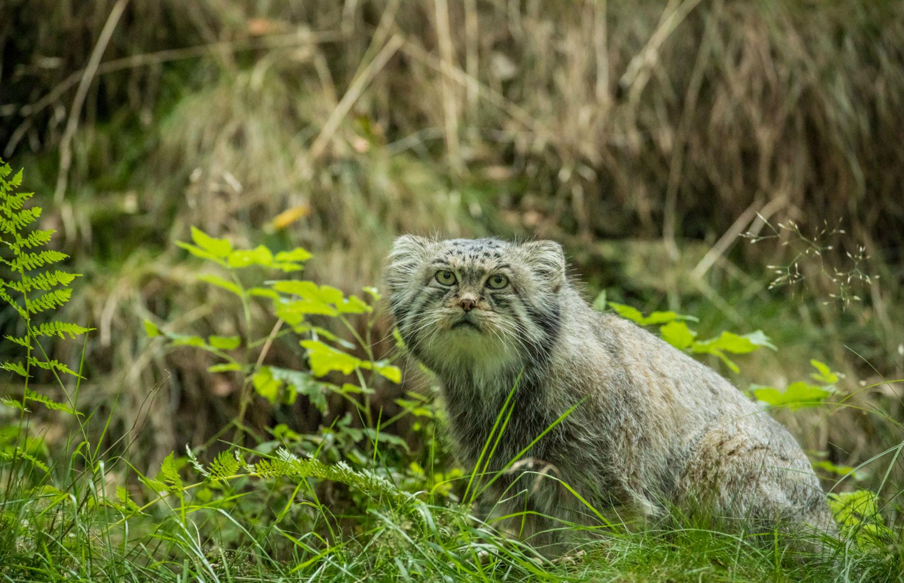 Pallas's cat in Sweden